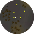 Minimap