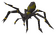 Chathead image of Shadow spider