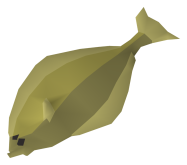 Halibut